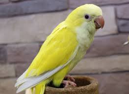 Exotic Birds & Chicks