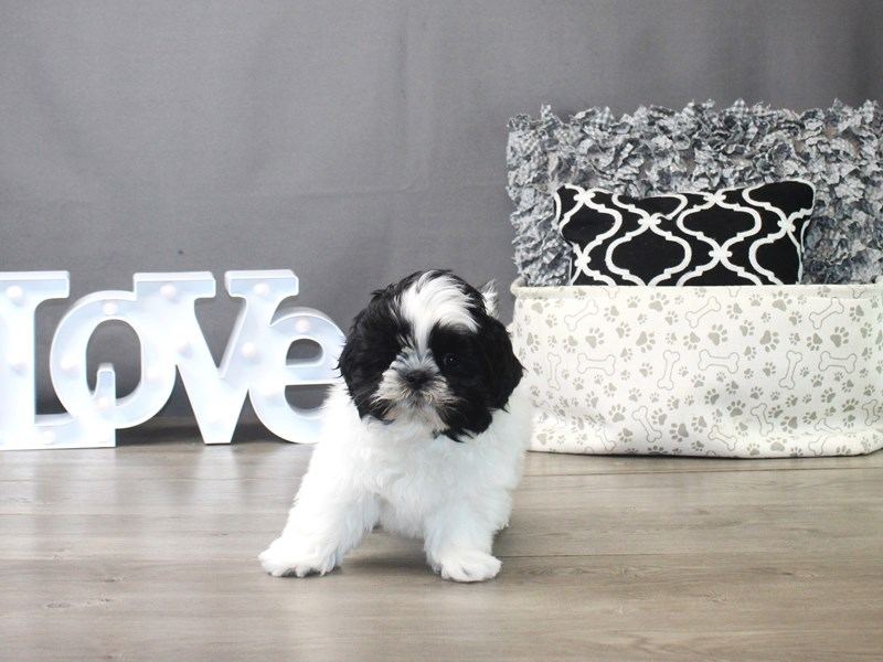 Shih Tzu | Black & White Color