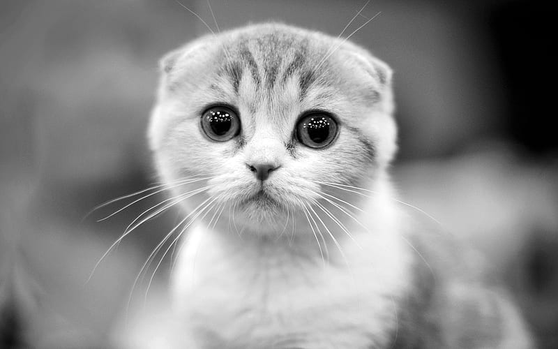Scottish Fold Kitten - Scottish Fold Kitten