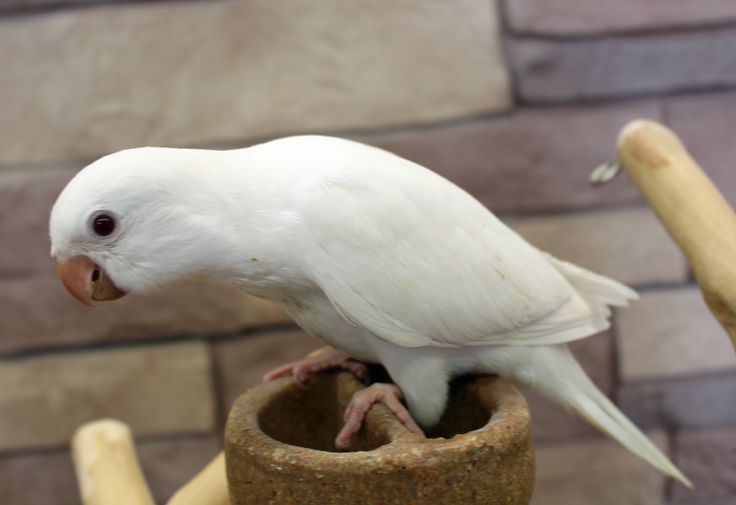 Albino Monk | Nearby Pets India - Albino Monk - in Bangalore