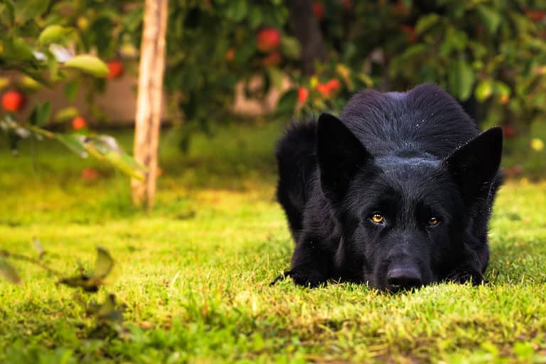 German Shepherd Puppy | Z Black