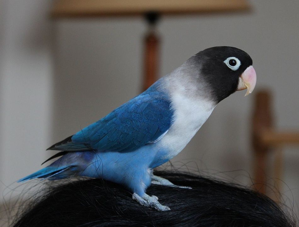 African Love Birds | Cobalt Blue