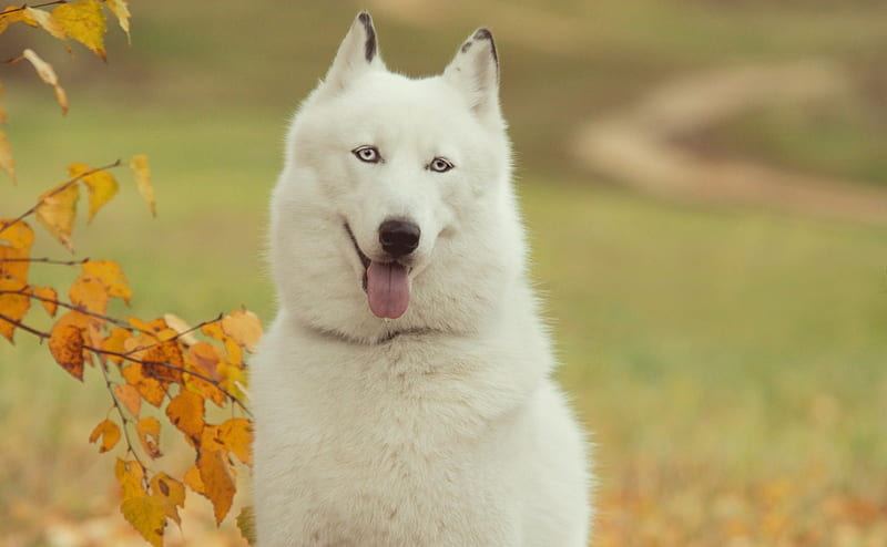 Siberian Husky Puppy | White Color available in Bengaluru East