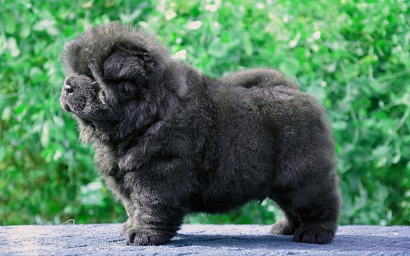 Chow Chow Puppy | Black Color