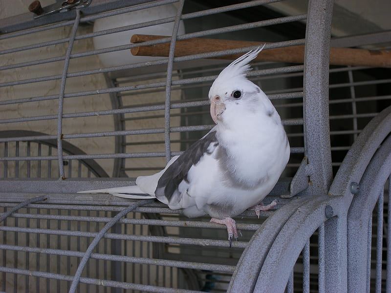 Cockatiel | White Face