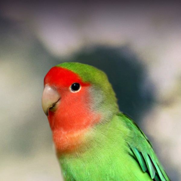 African Love Birds | Peach Face