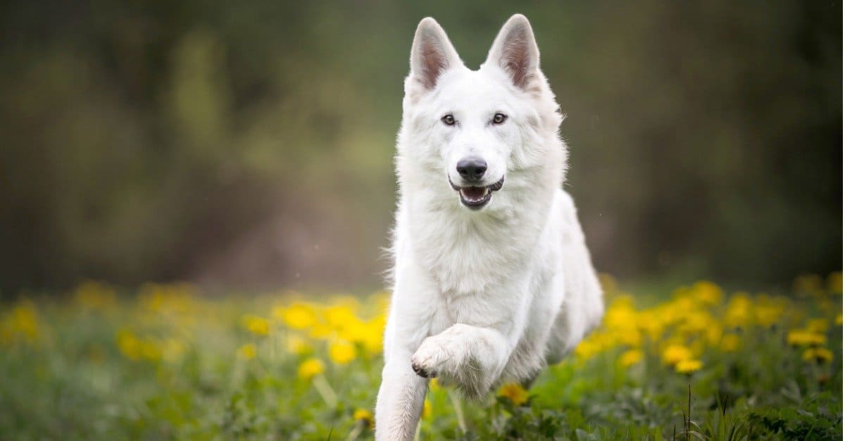 German Shepherd Puppy - German Shepherd Puppy | Pure White - in Gurgaon