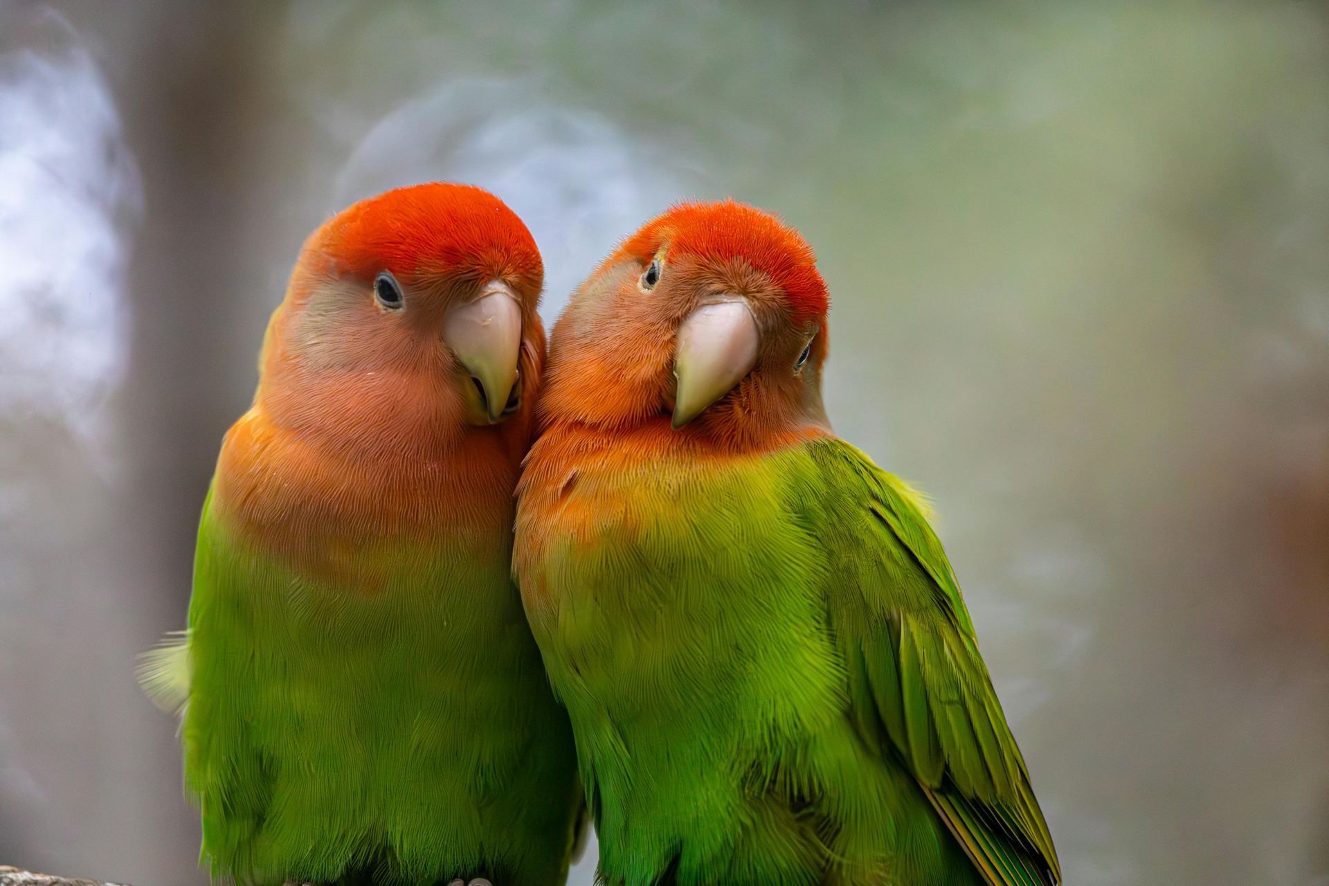 African Love Birds