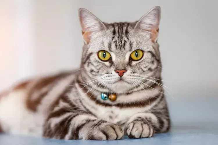 American Short Hair  Kitten