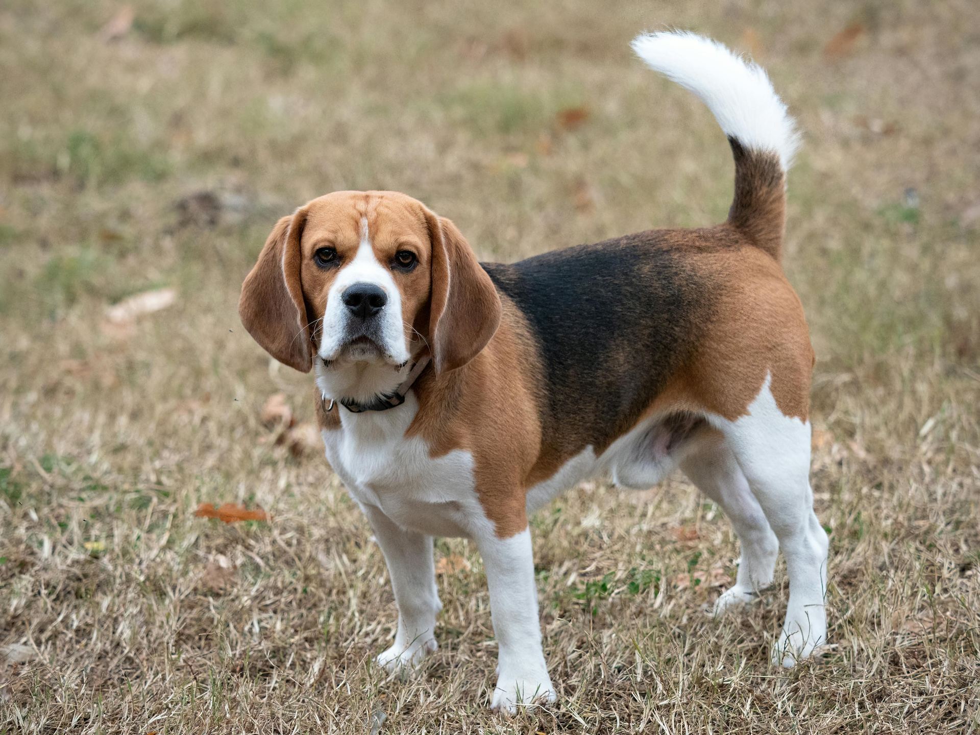 Beagle Black & Tan Puppy