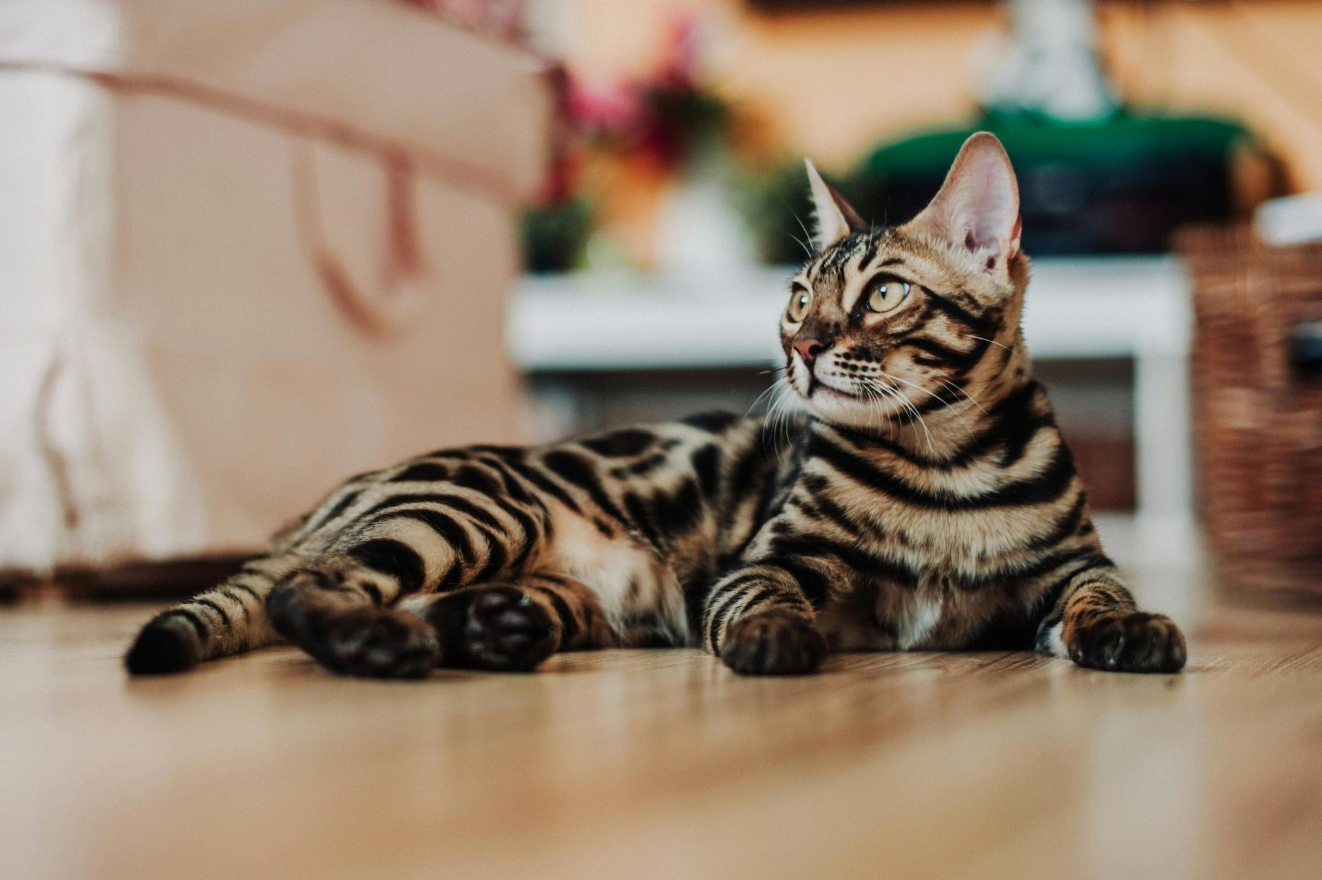 Bengal Kittens