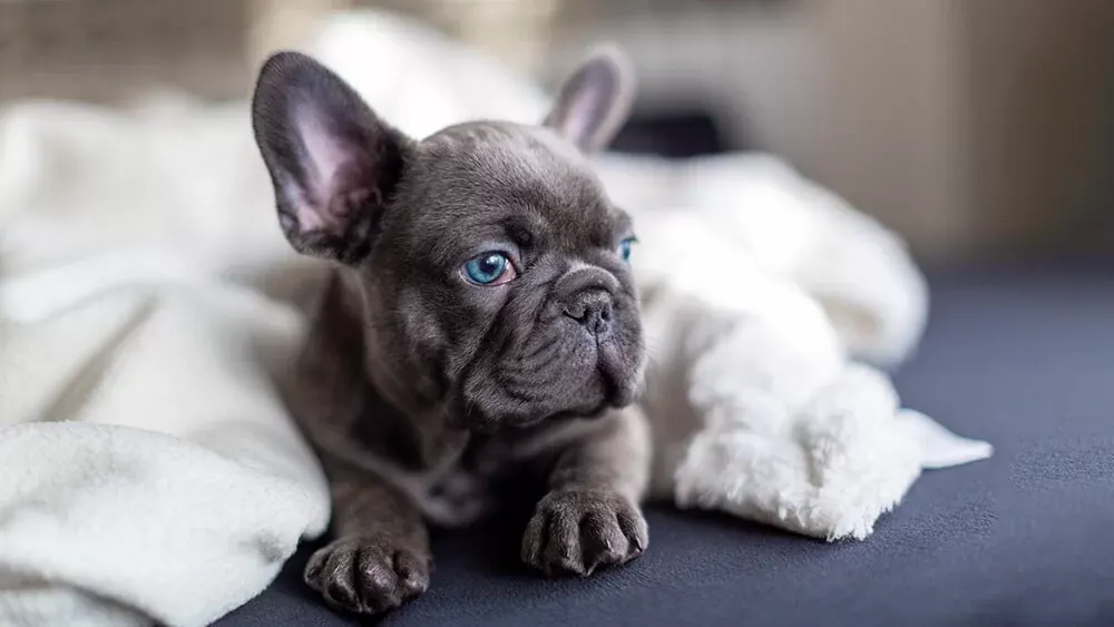French Bulldog Puppy - French Bulldog Puppy | Blue - in Gurgaon