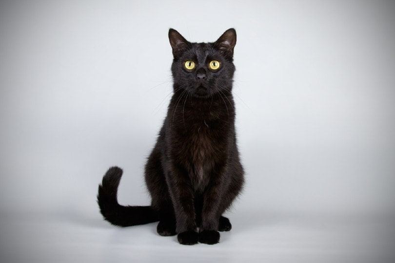 Bombay Kitten - Bombay Kitten