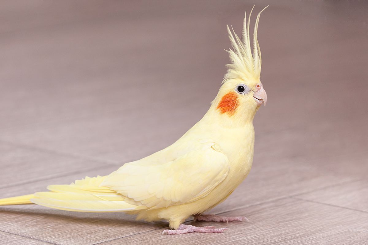 Cockateils