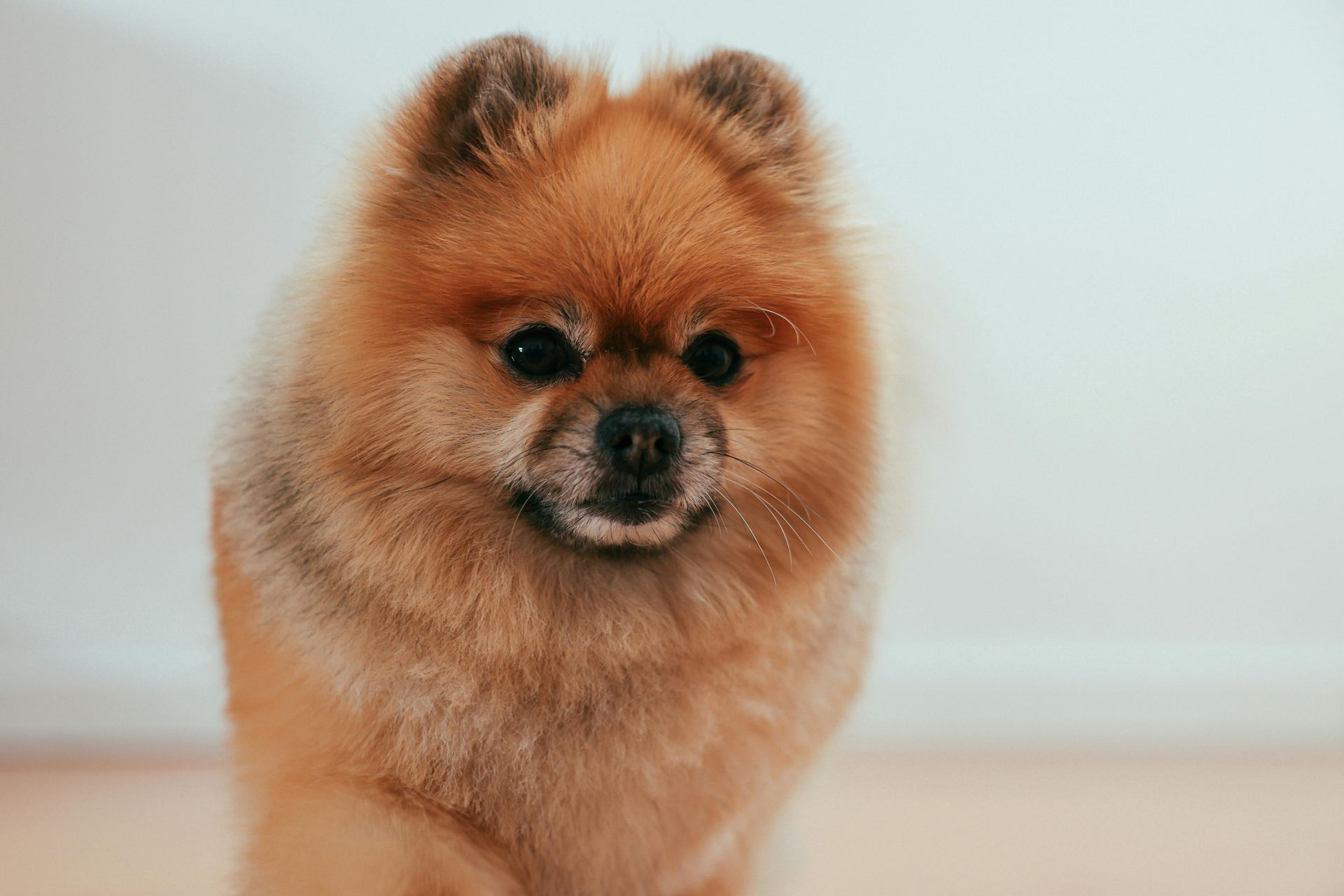 Culture Pom Puppy