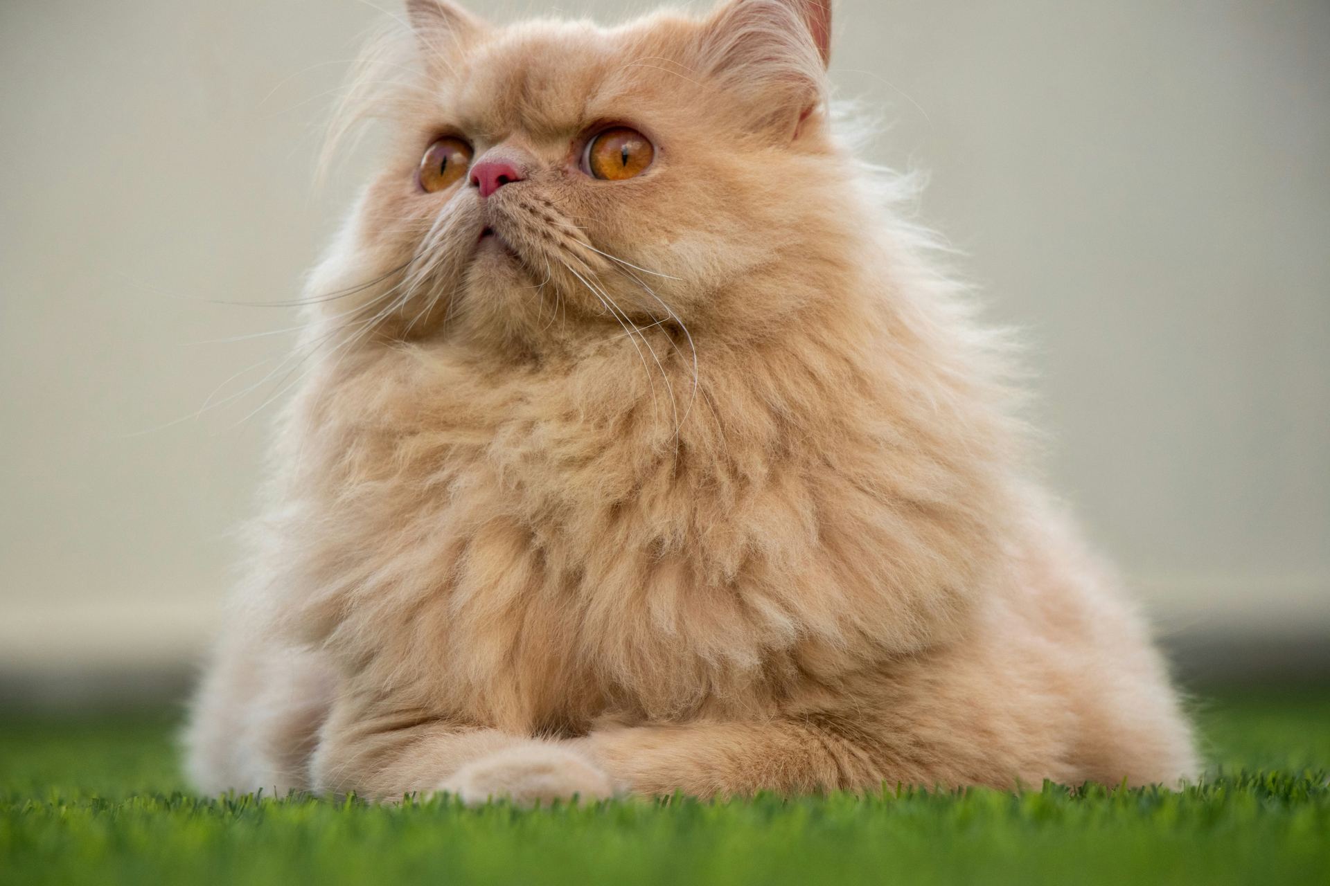 P - Persian Kitten (Punch Face) (Cats & Kittens) - Persian Kitten (Punch Face)