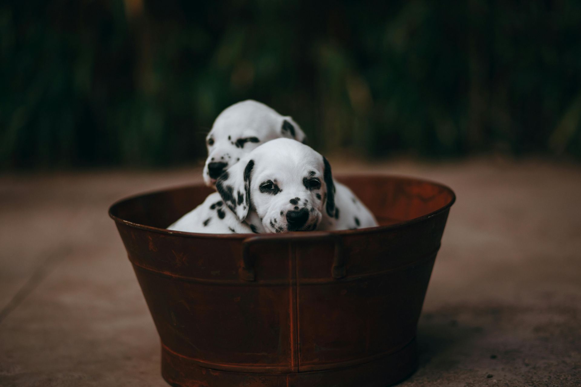 Dalmatian Puppy | Brown Dots