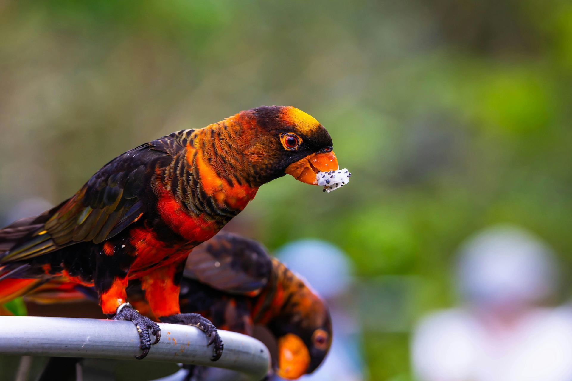 Dusky Lorikeet for sale in Bengaluru East