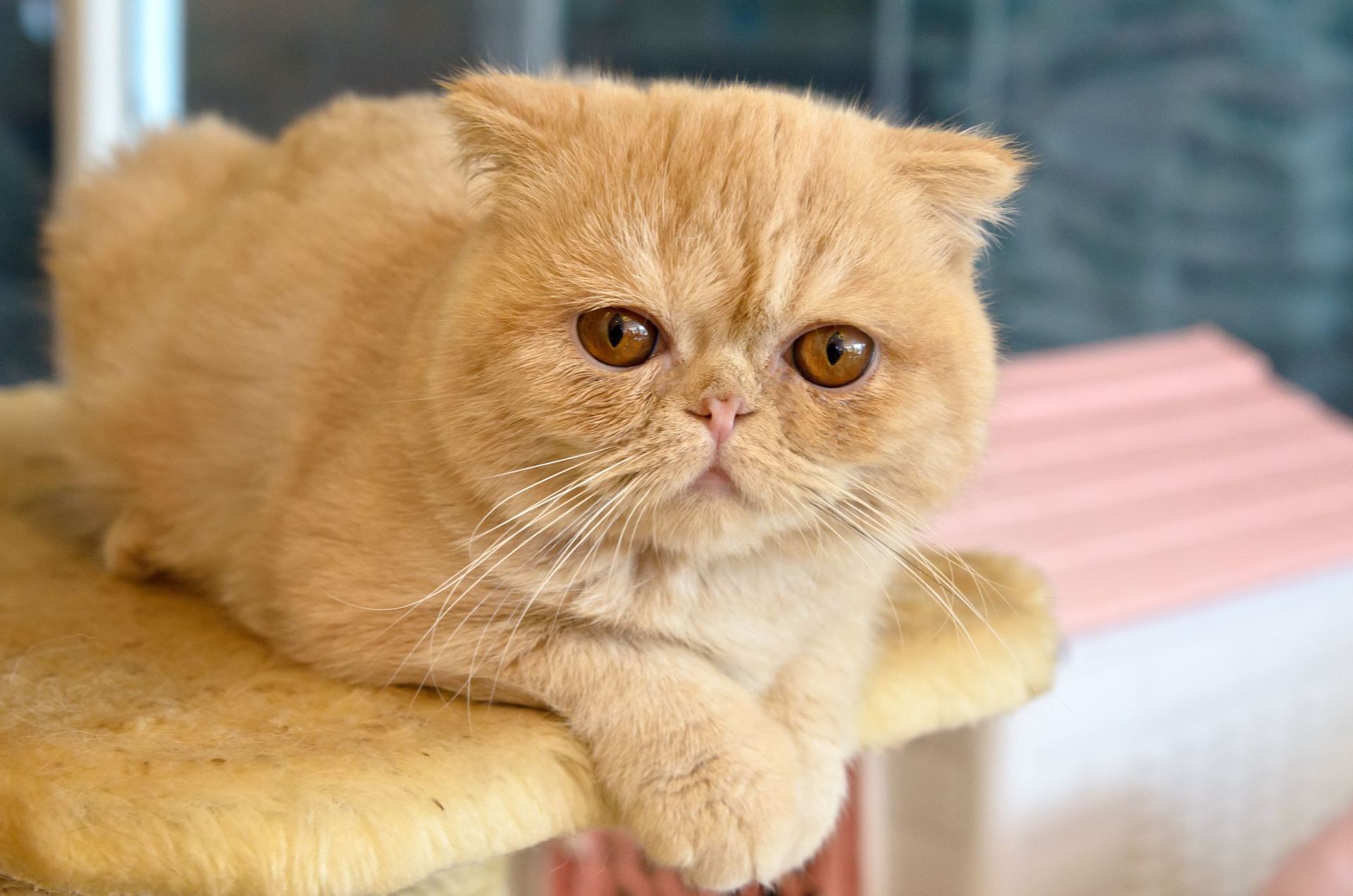 Exotic Short Hair Kitten - Exotic Short Hair Kitten