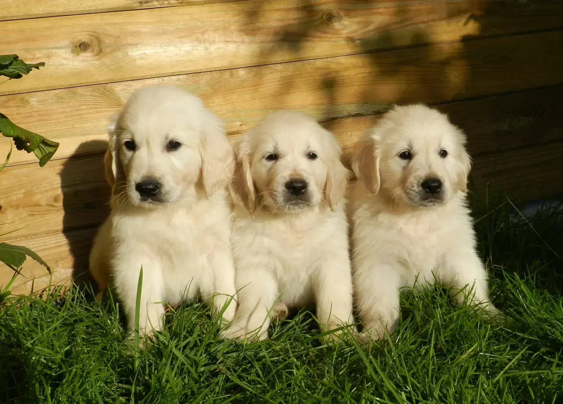 Golden Retriever Puppy - Golden Retriever Puppy