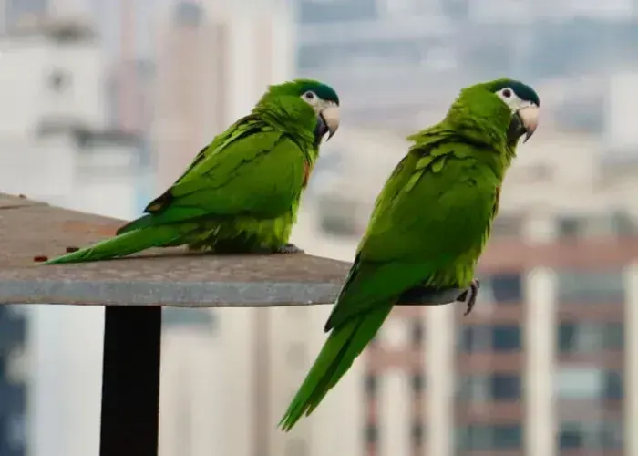 Hahn's Macaw