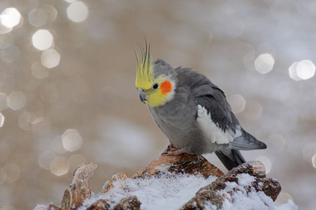 Cockatiel | Grey