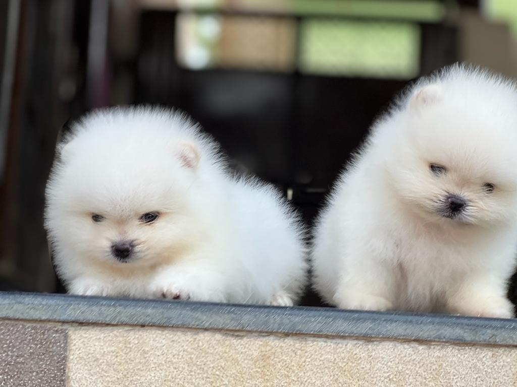 Orignal Toy Pom Puppy | Teacup Pom