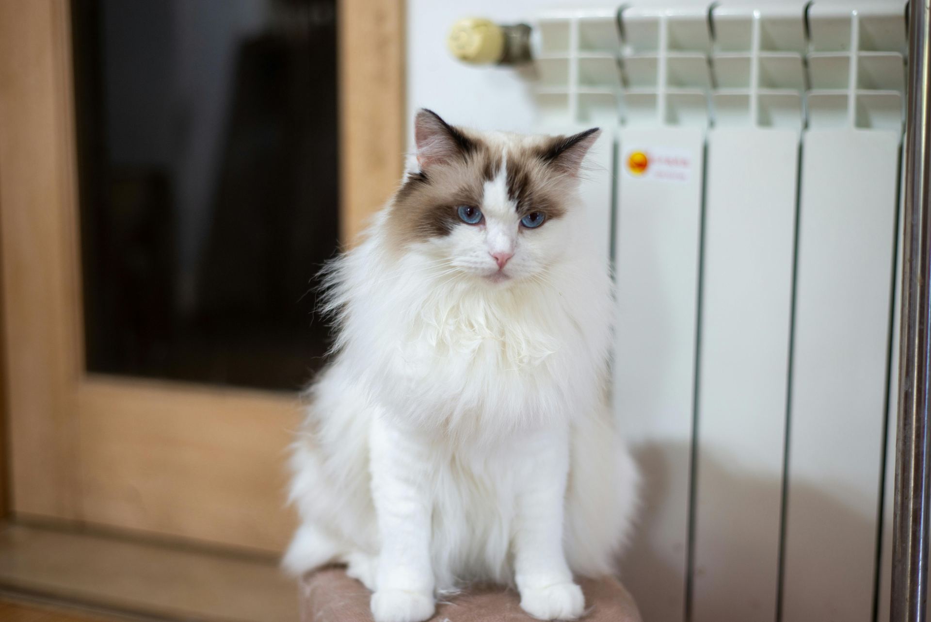 Buy Ragdoll Kittens in Bengaluru North