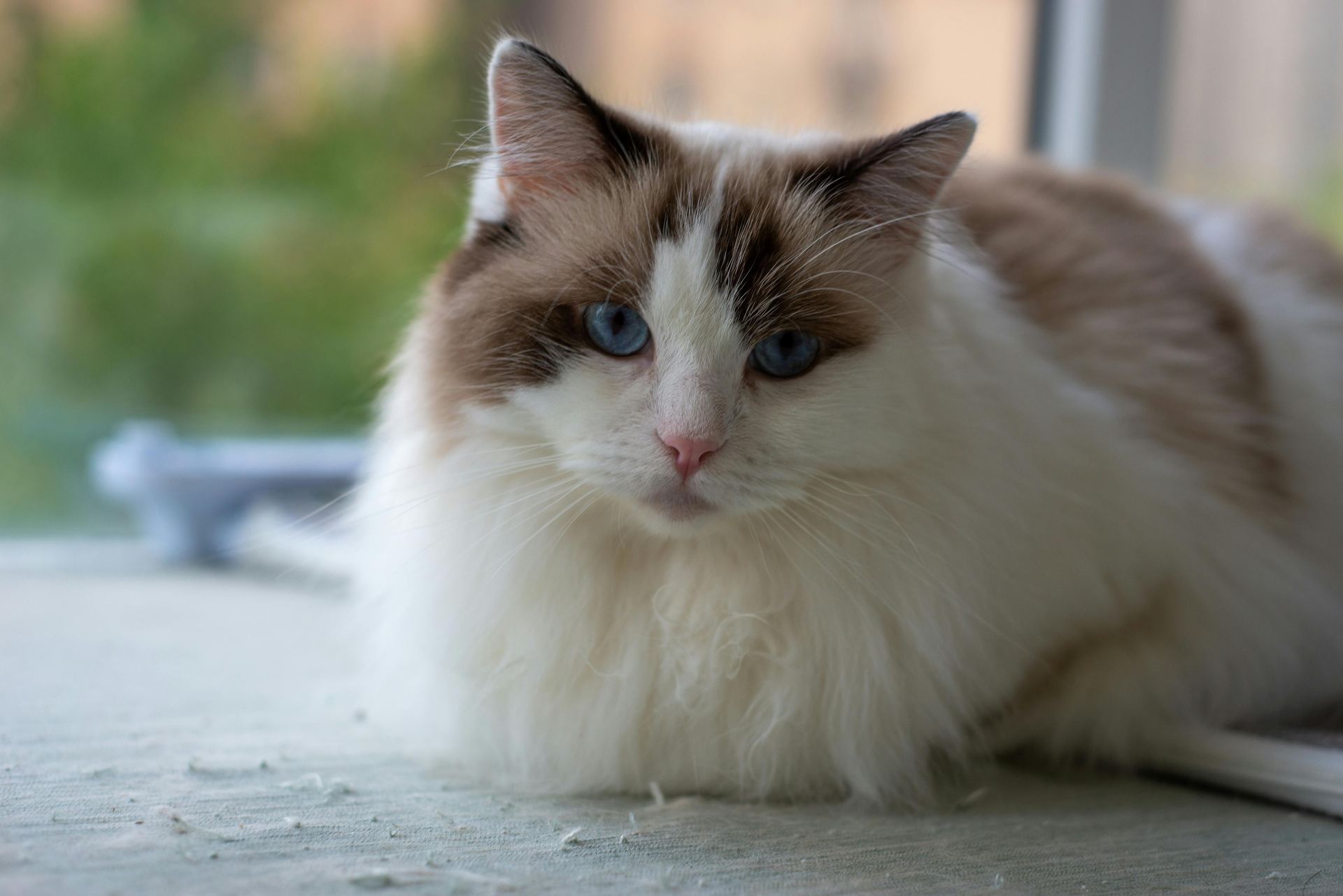 Ragdoll Kittens