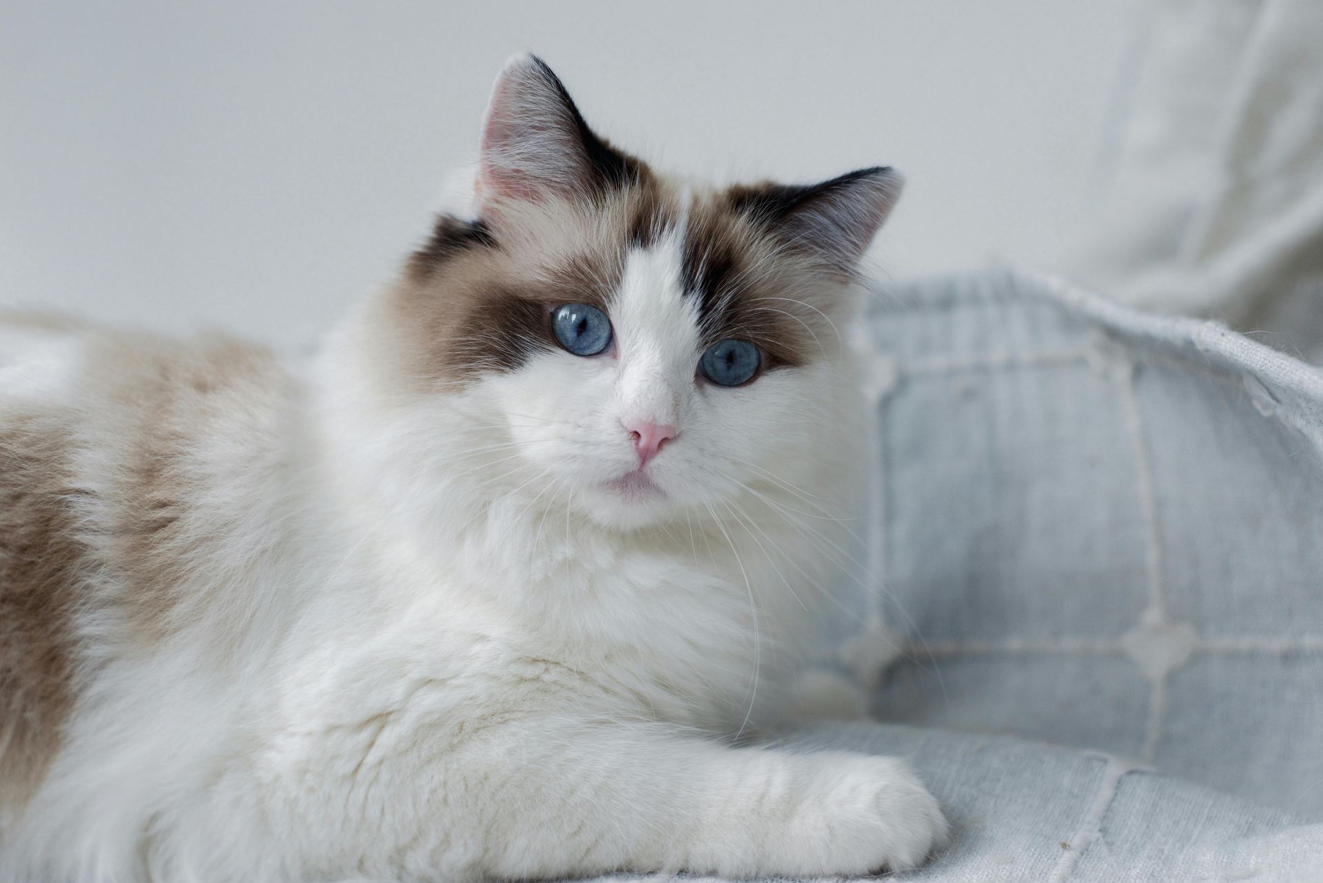Ragdoll Kittens kitten available in Bengaluru North