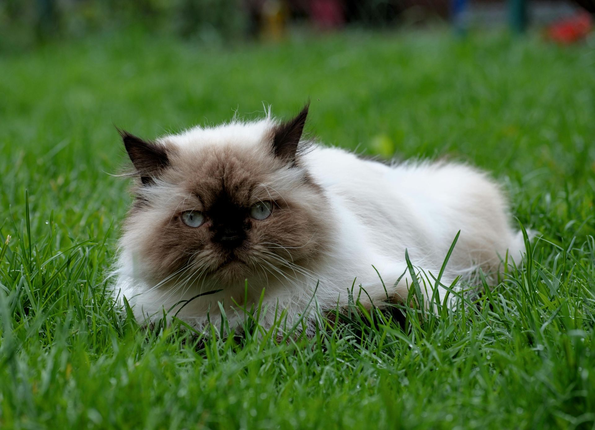 Himalayan Kitten - Himalayan Kitten