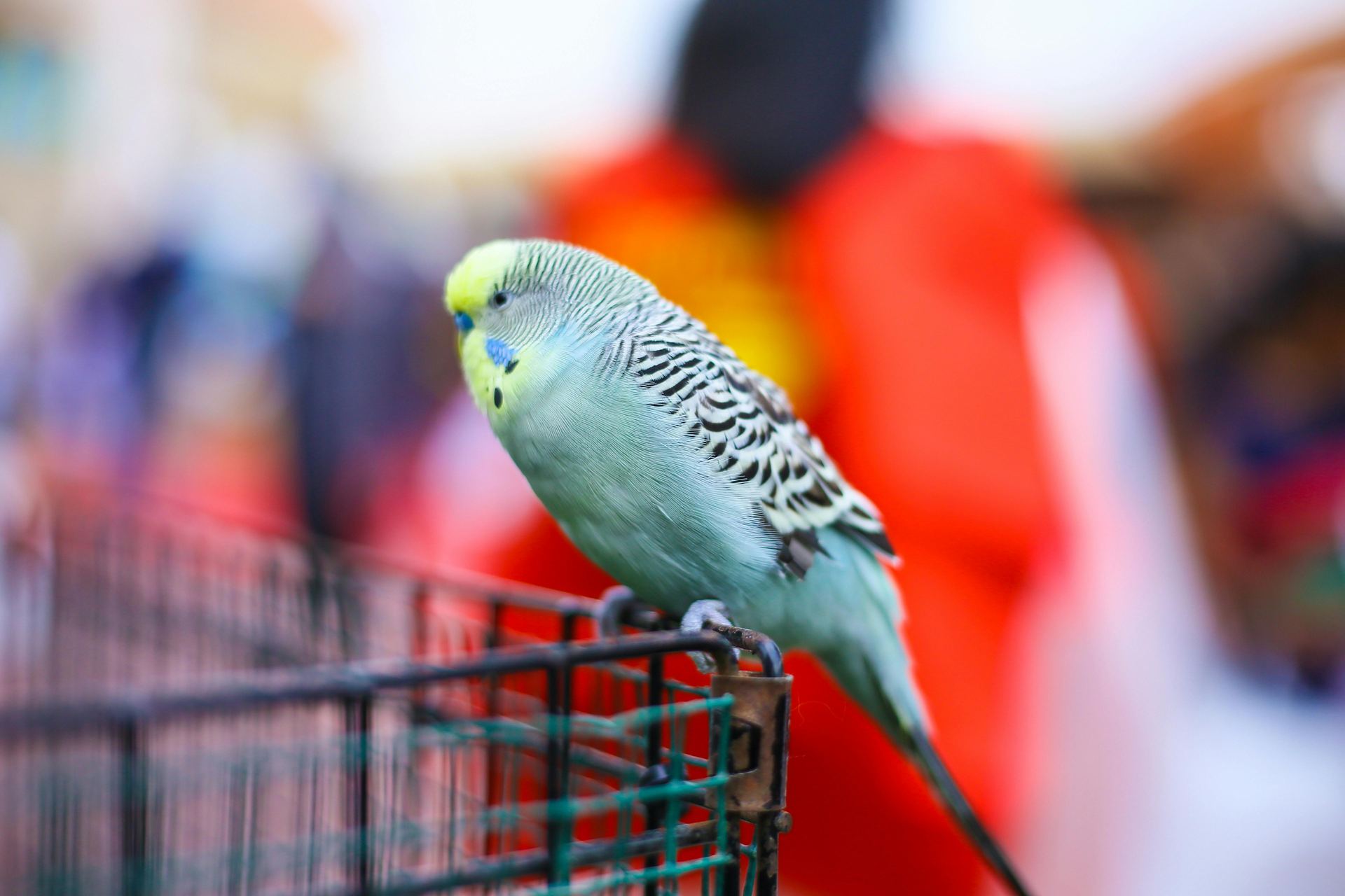Budgies & Chicks and Adults - Budgies (Exotic Birds & Chicks) - in Bhopal - Budgies