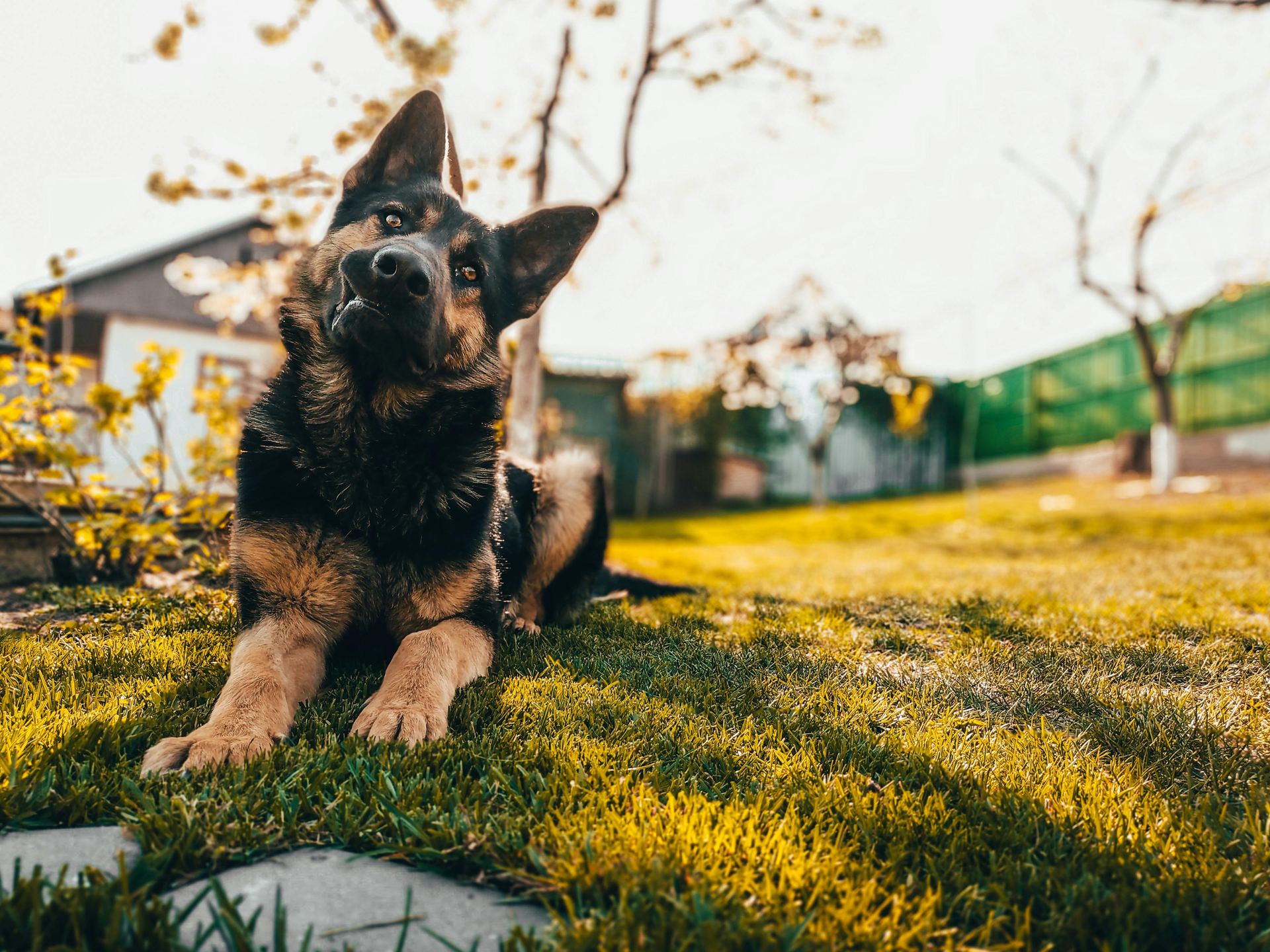 German Shepherd Puppy available in Bengaluru East