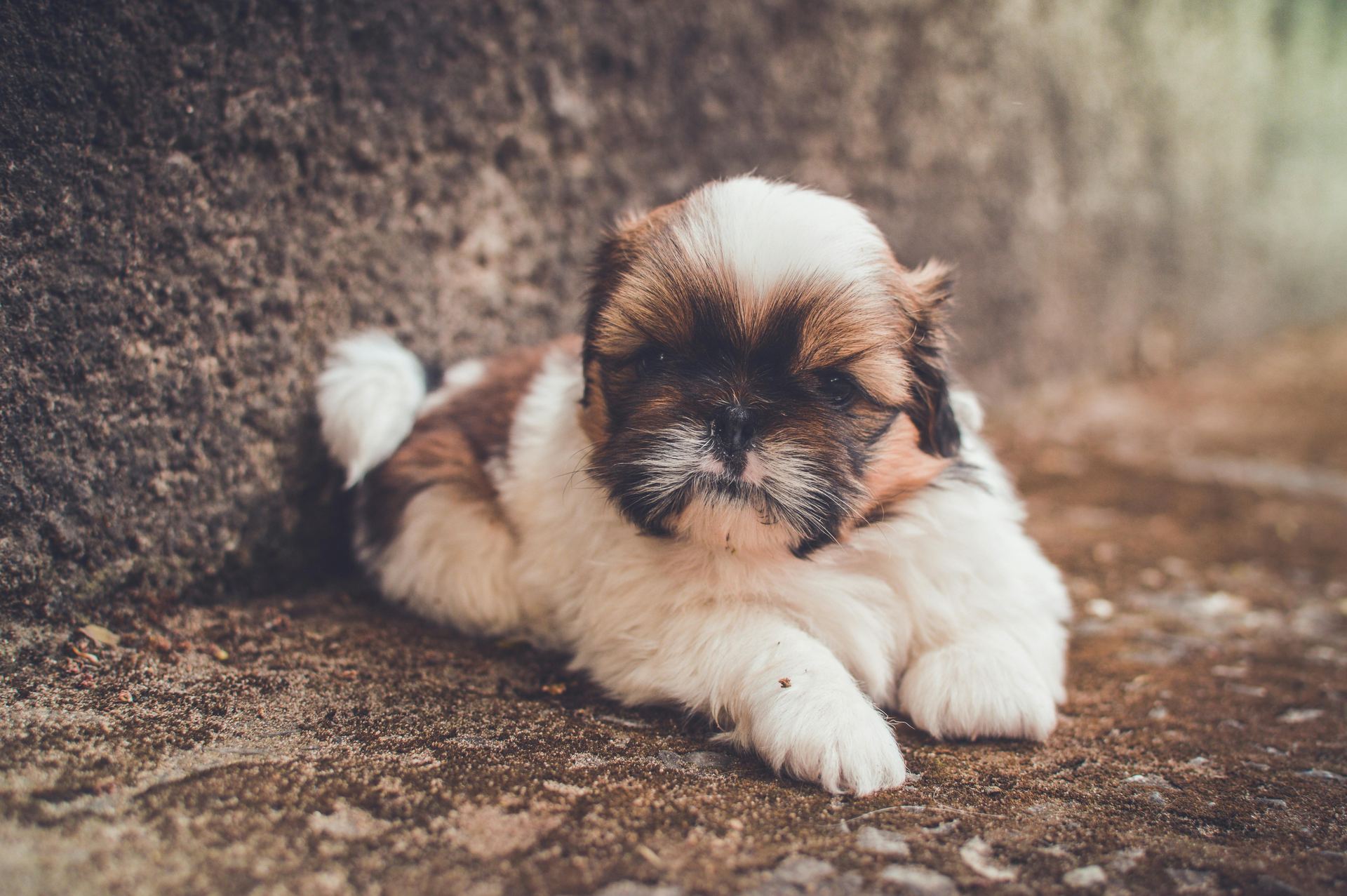 Shih Tzu | Tri Color Puppy