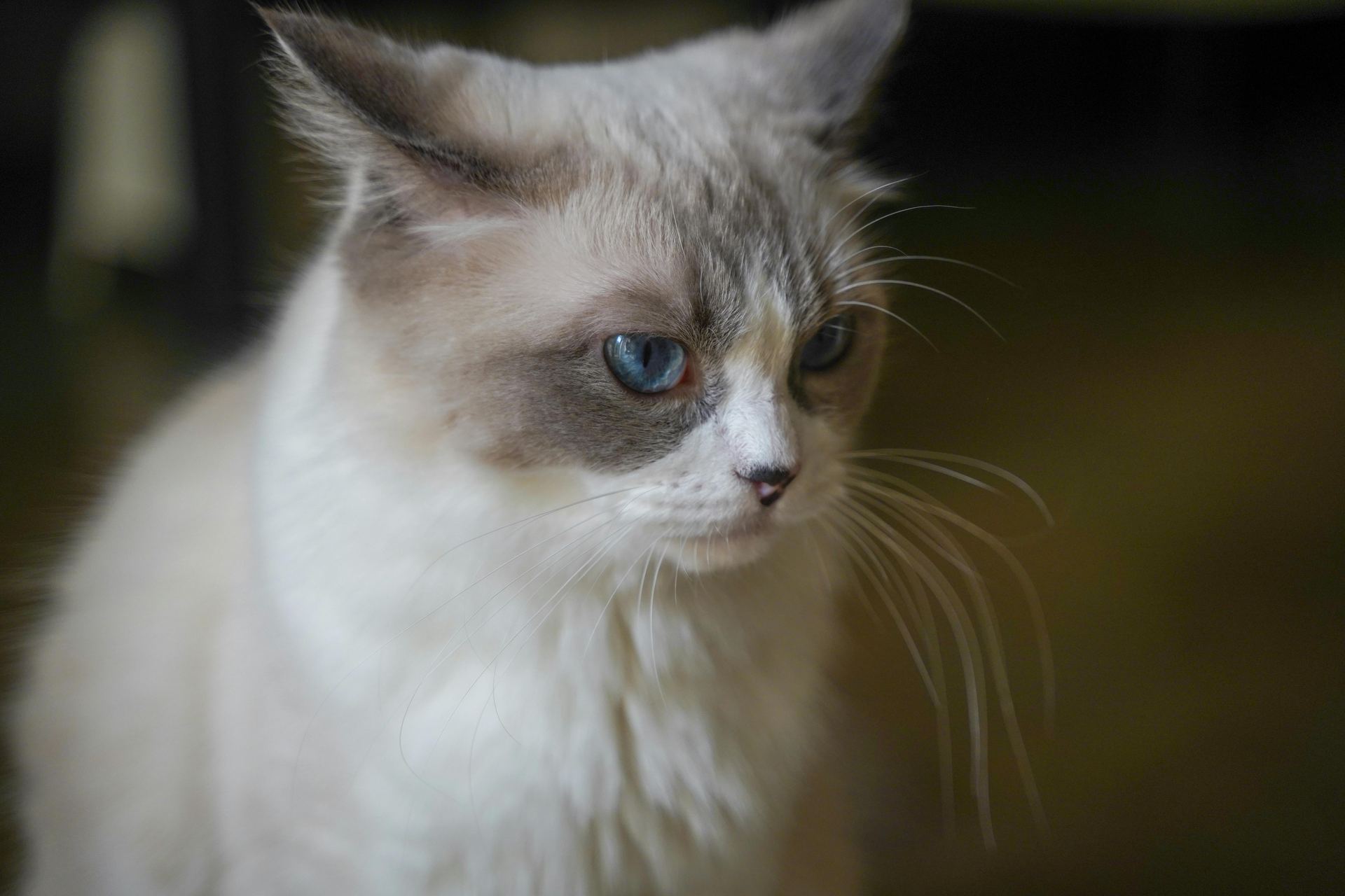 Ragdoll Kittens cat in Bengaluru North