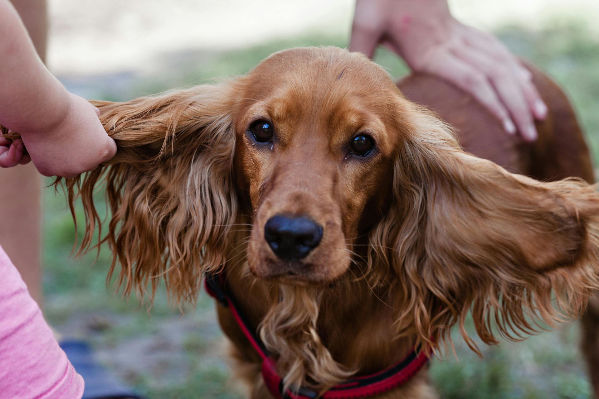 Cocker Spaniel Puppy | Chocolate Brown Color