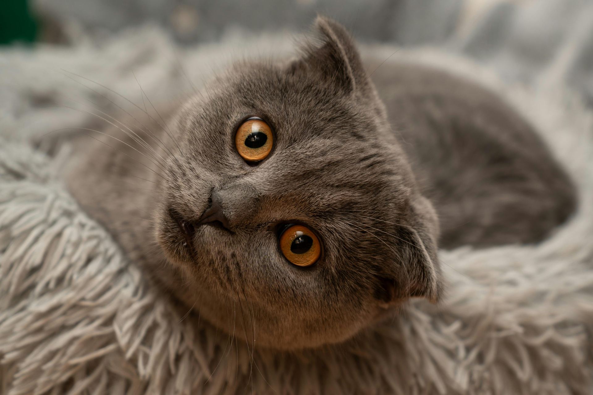 Scottish Fold Kitten delivery by Nearby Pets India - Scottish Fold Kitten | Standard Grey