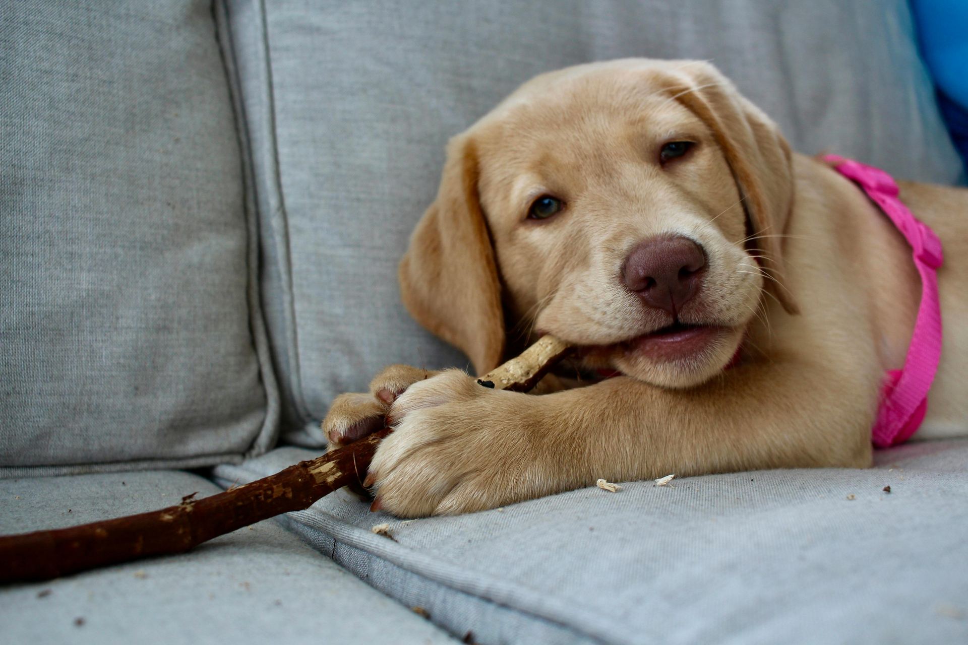 Labrador Retriever Puppy | Fawn Color