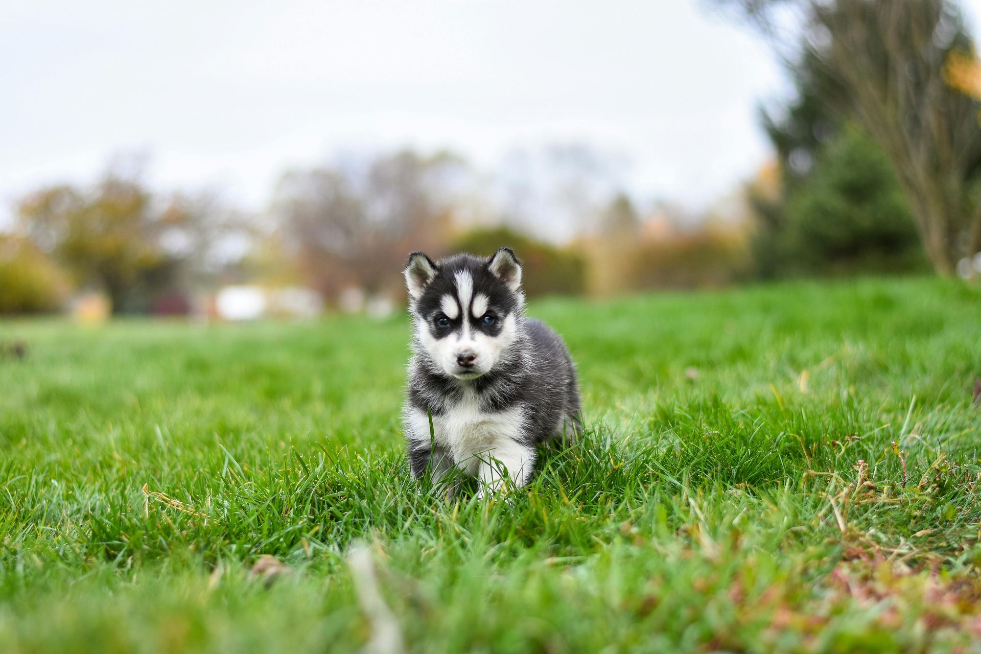 Siberian Husky Puppy | Black & White Color available in Bengaluru East