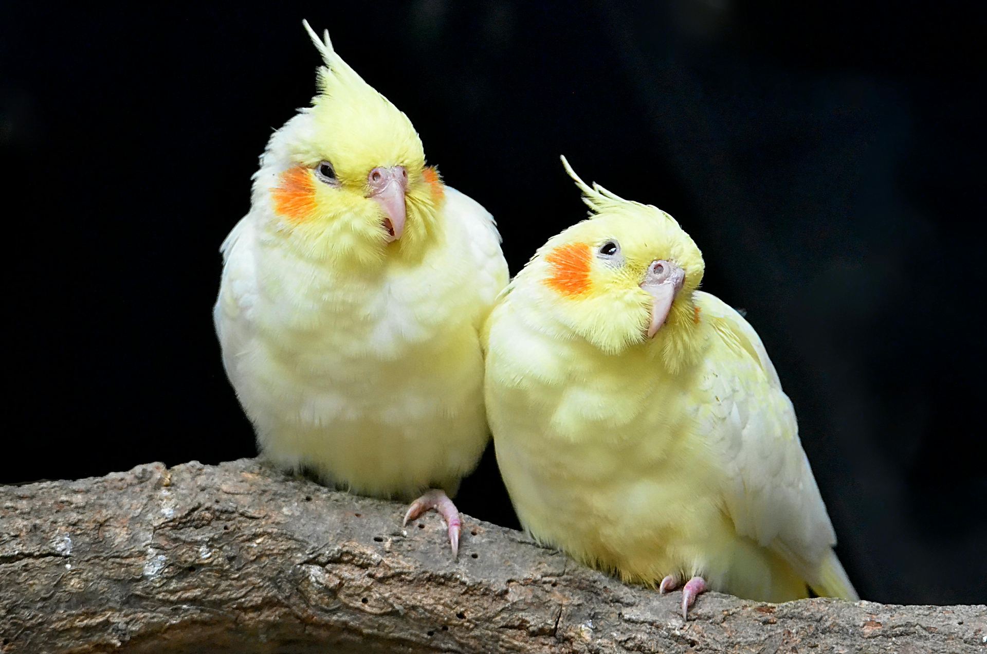 Cockatiel | Lutino available in Bengaluru East
