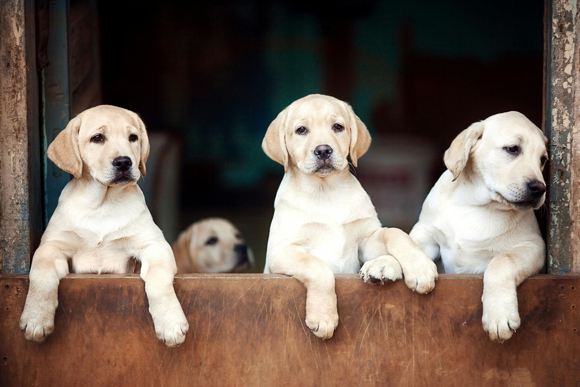 Labrador Retriever Puppy | White Color