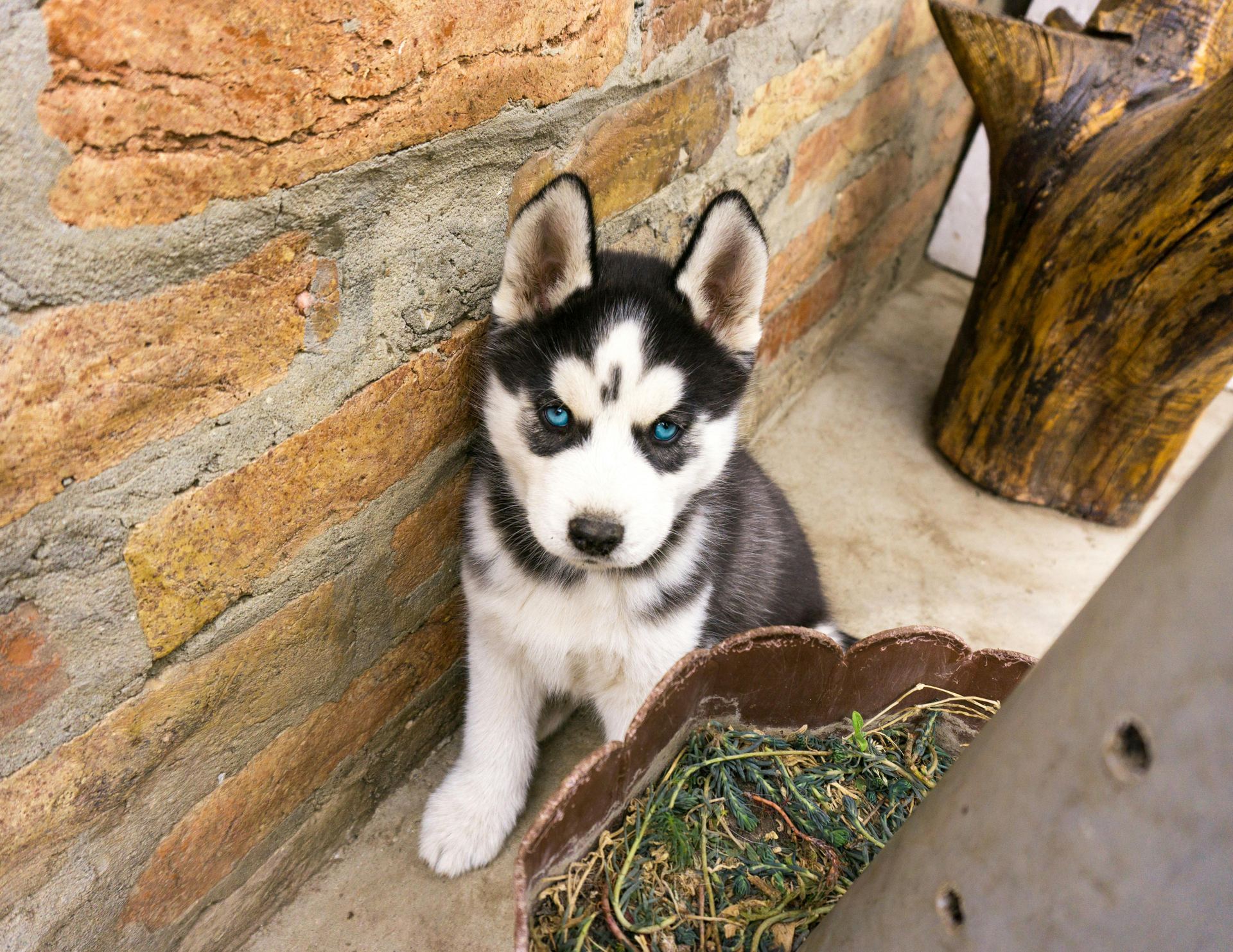 Siberian Husky Puppy | Black & White Color puppy in Bengaluru East