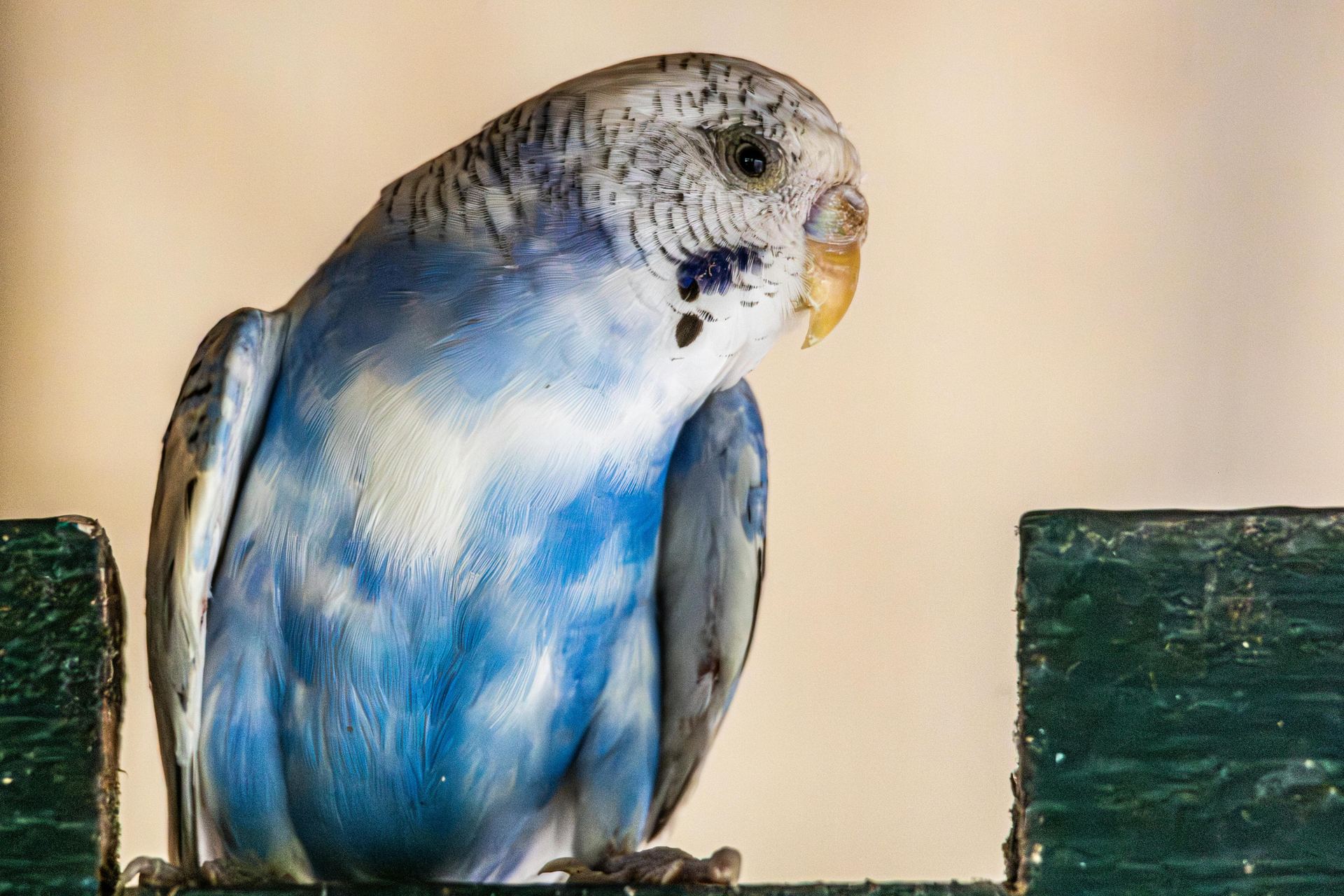 Budgies & Chicks and Adults