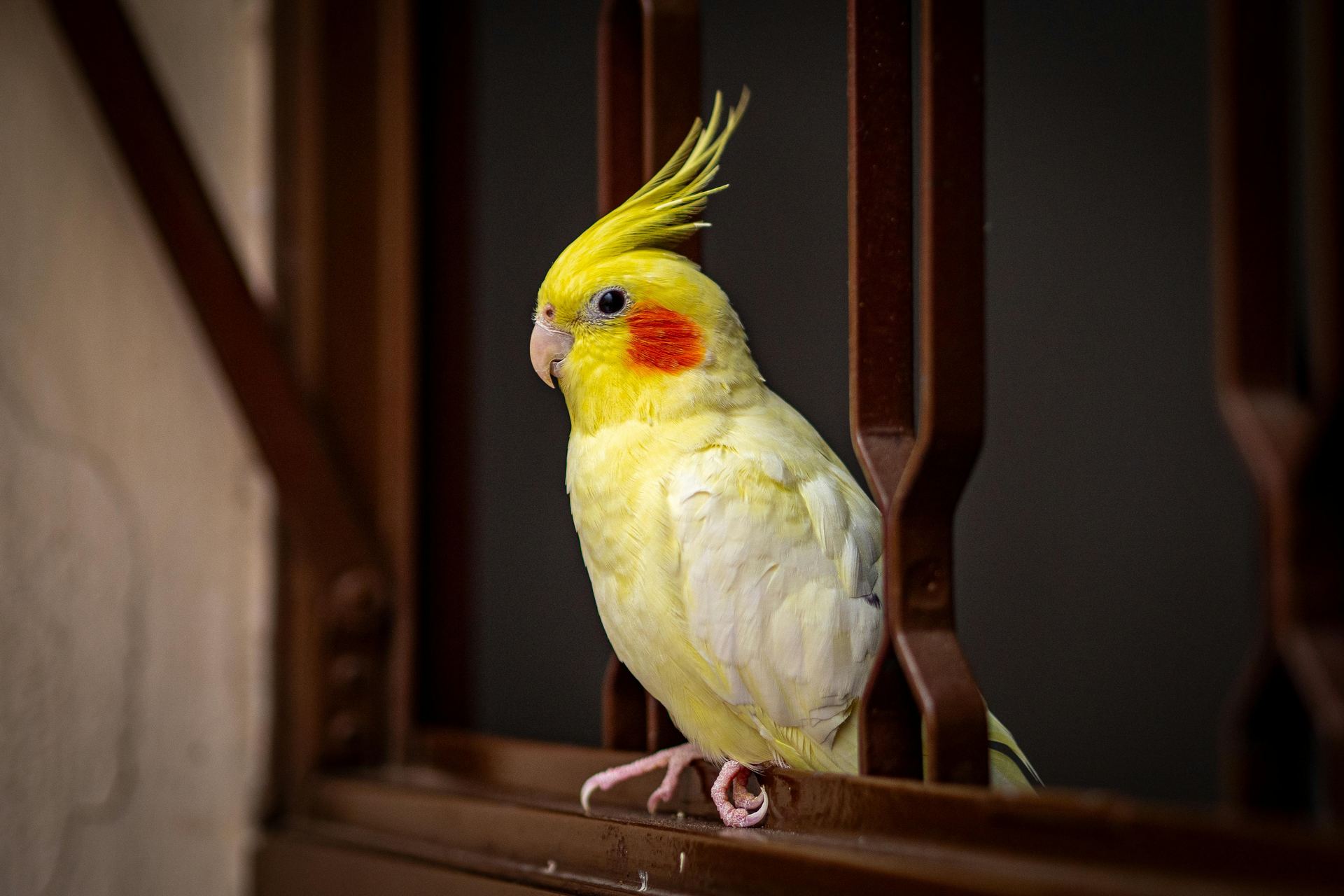 Cockatiel - Cockatiel | Lutino - in Gurgaon
