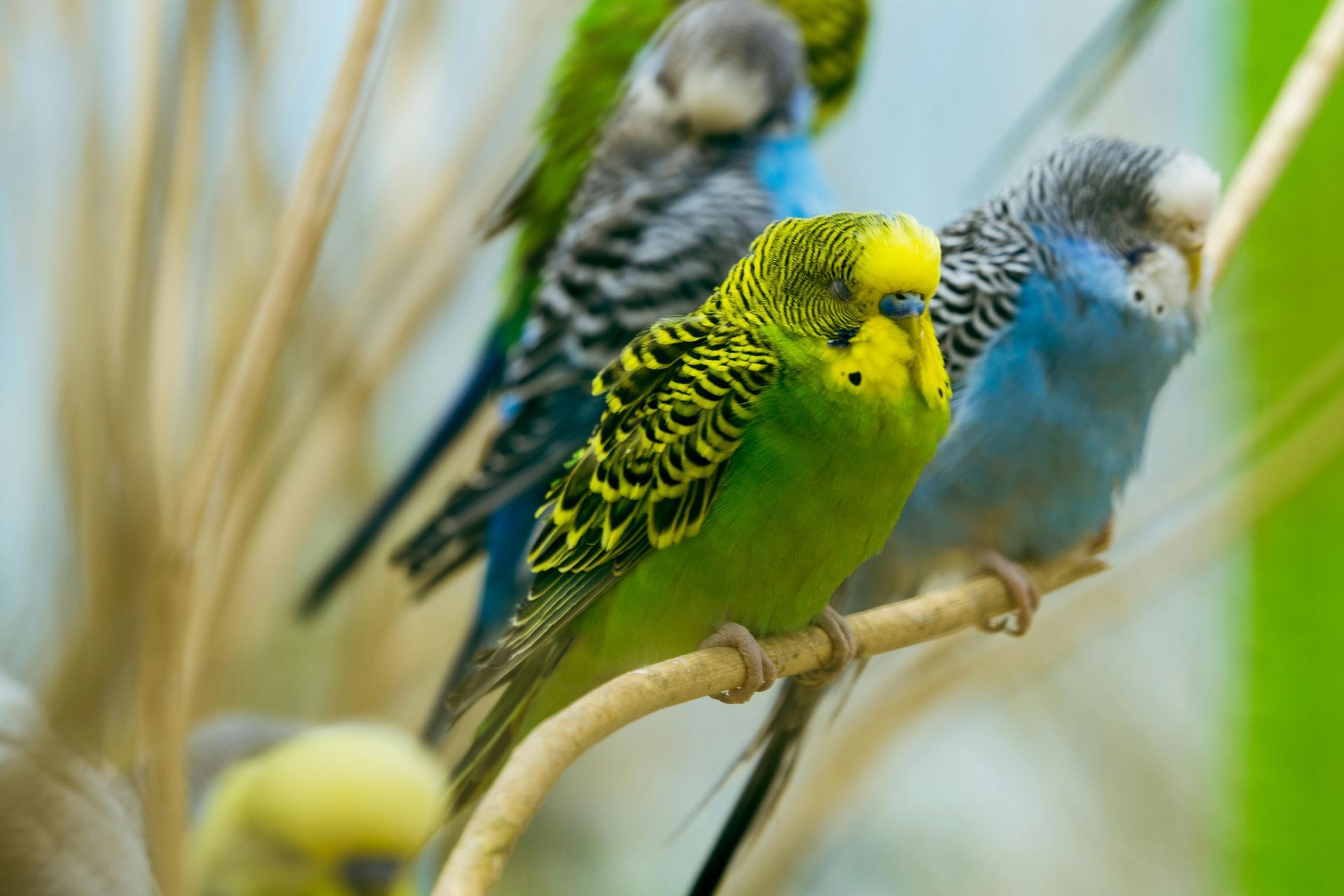 Budgies & Chicks and Adults - Budgies (Exotic Birds & Chicks) - in Bhopal - Budgies
