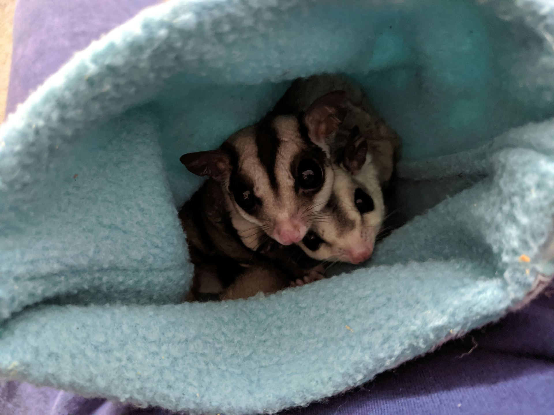 Sugar Glider | Grey