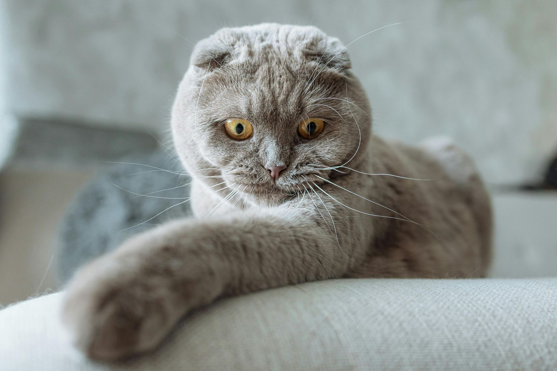 Scottish Fold Kitten by Nearby Pets India to doorstep - Scottish Fold Kitten | Standard Grey