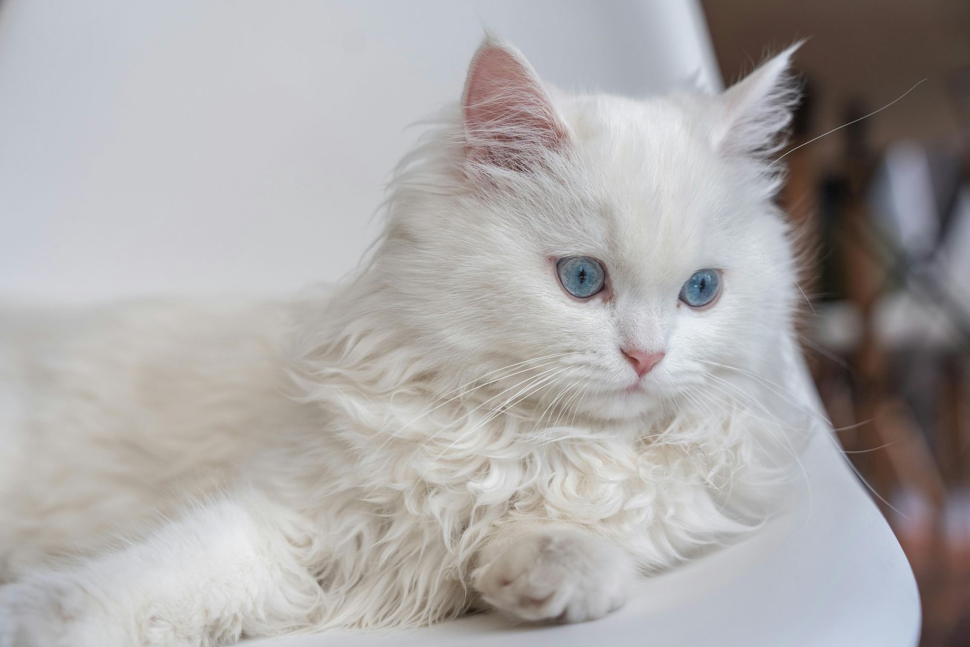Persian Kitten (Doll Face) - Persian Kitten