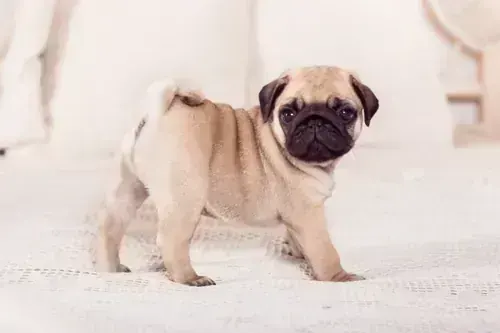 Pug Puppy | Apricot Color