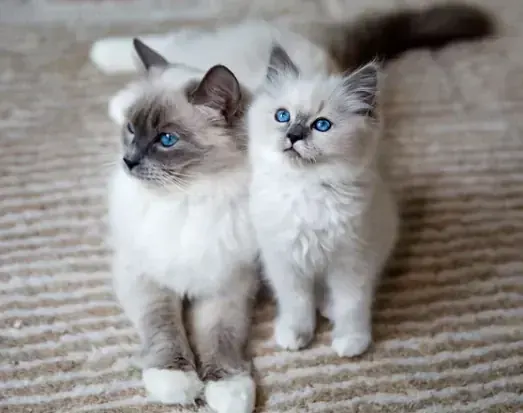 Ragdoll Kitten - Ragdoll Kitten